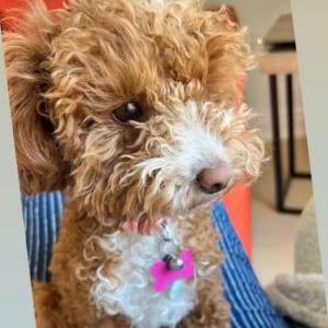 Image of Bailey, Lost Dog