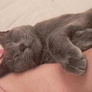 Image of Bill, Lost Cat