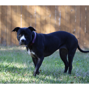 Lost Dog Moscow
