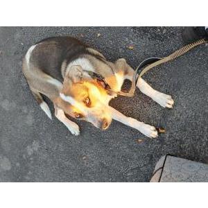 Image of Boy named sue, Lost Dog