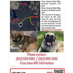 Image of Fiona, Lost Dog