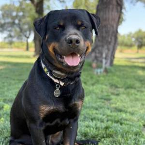 Image of Hank, Lost Dog