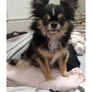 Image of Bentley, Lost Dog