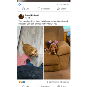 Image of Ruby & toby, Lost Dog