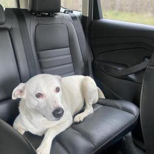 Image of Unlnown, Found Dog