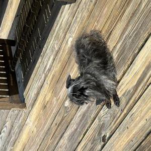 Image of Pearl, Lost Dog