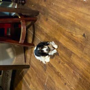 Image of Lily, Lost Dog