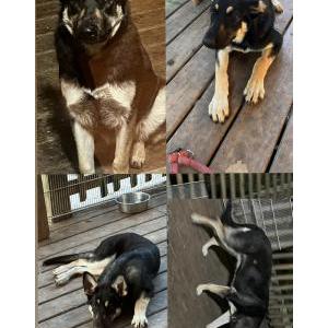 Image of Khloé, Lost Dog