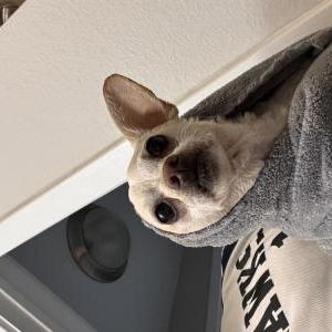 Image of Max, Lost Dog