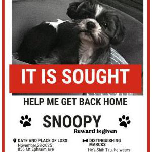 Image of Snoopy, Lost Dog