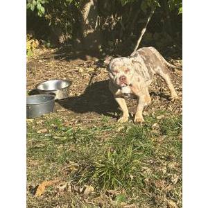 Image of Sexxy, Lost Dog