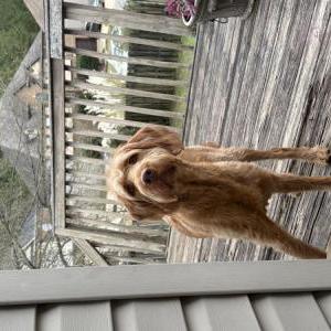 Image of Unknown, Found Dog