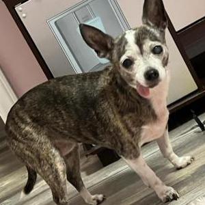 Image of Precious, Lost Dog