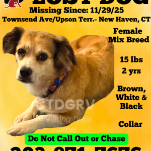Image of Mahogany (Maggie), Lost Dog