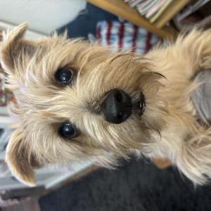 Image of Teddy, Lost Dog