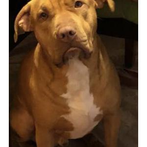 Image of Gus, Lost Dog