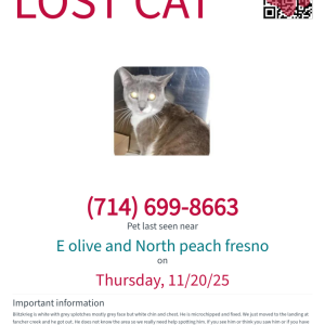 Image of Blitzkrieg, Lost Dog