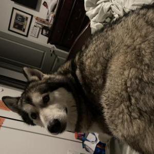 Image of Unknown, Found Dog