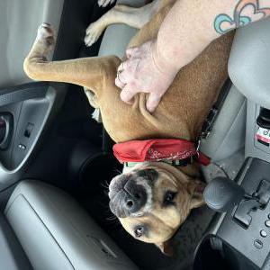 Image of Unknown, Found Dog