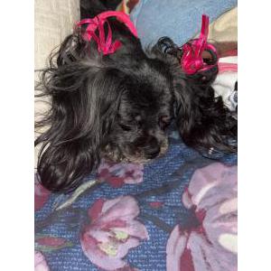 Image of Gigi, Lost Dog