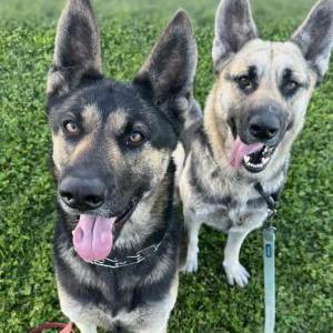 Image of Sansa & Arya, Lost Dog