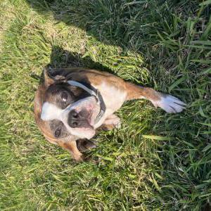 Image of Bear, Lost Dog