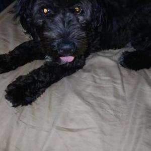 Image of Boy Dog, Lost Dog