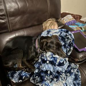 Image of Sydney, Lost Dog