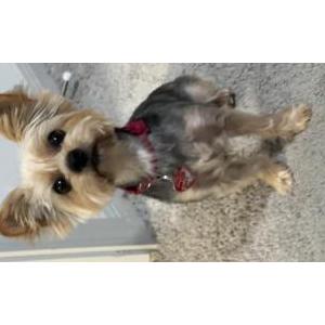 Image of Remy, Lost Dog