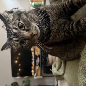 Image of Unknown, Found Cat