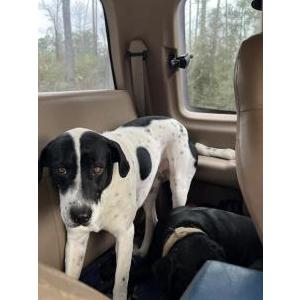 Image of Patches, Lost Dog