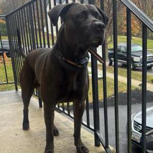 Image of Apollo Harvey, Lost Dog