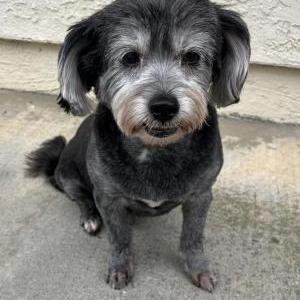 Image of Unknown, Found Dog