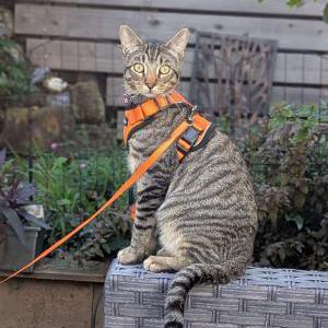 Image of Jag, Lost Cat