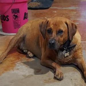 Image of Frankie, Lost Dog