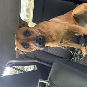 Image of Unknown, Found Dog