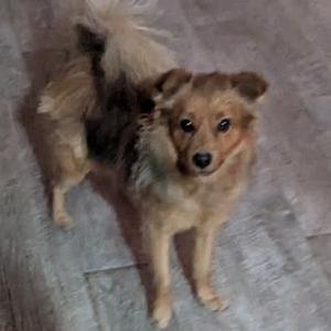 Image of Unky, Found Dog