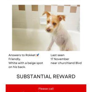 Image of Rokket, Lost Dog