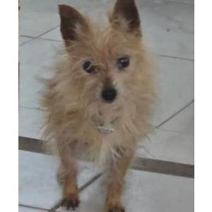 Image of Faith, Lost Dog