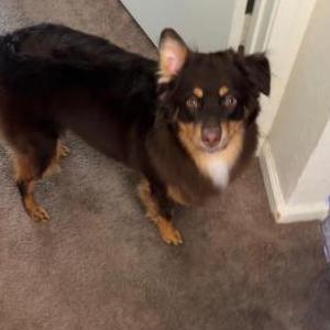 Image of Levi, Lost Dog