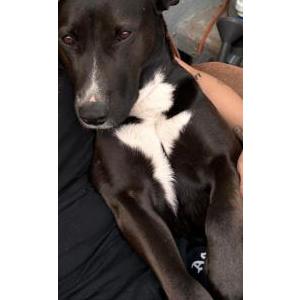 Image of Fat Girl, Lost Dog