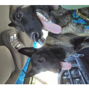 Image of unknown, Found Dog