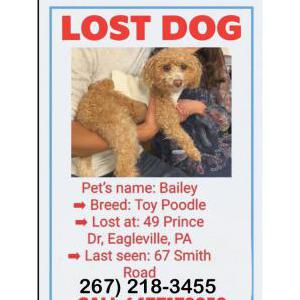 Image of Bailey, Lost Dog