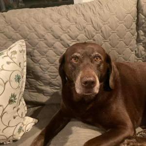 Image of Dolly, Lost Dog