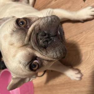 Image of Flacko, Lost Dog