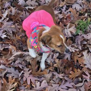 Lost Dog Gertrude