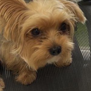 Image of IVY, Lost Dog