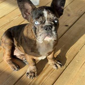 Image of Elvis, Lost Dog