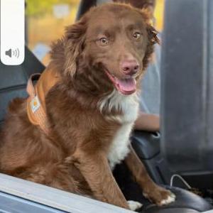 Image of Rusty, Lost Dog