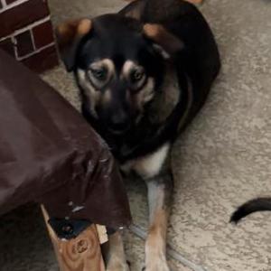 Image of Zeus, Lost Dog